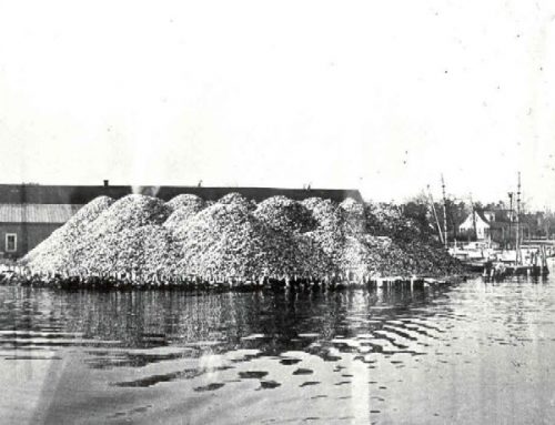 1940-1949 Oyster shell pile at the Warren Denton Company, Broome’s Island, Maryland