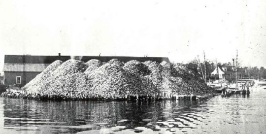 1940-1949 Oyster shell pile at the Warren Denton Company, Broome's Island, Maryland