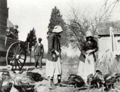 1910-1919 Feeding the Turkeys